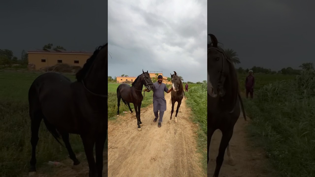 Mastana & Sultan