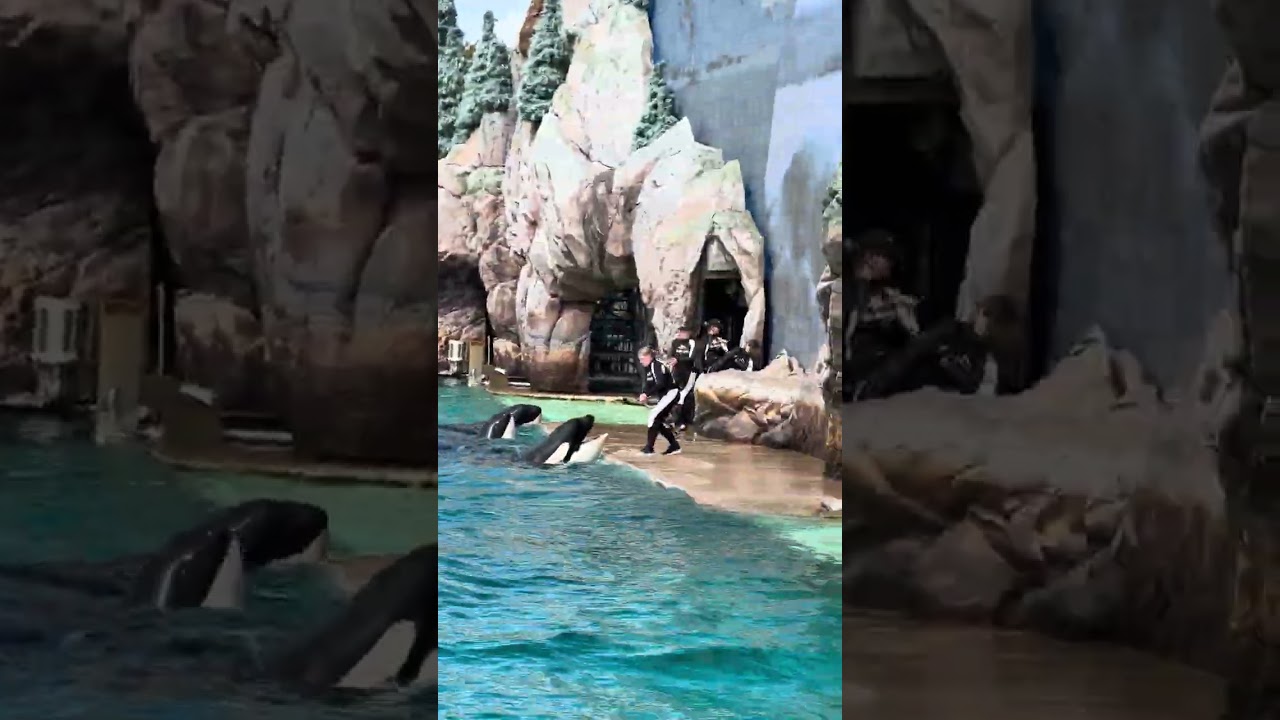 The best orca show you’ve ever seen￼
