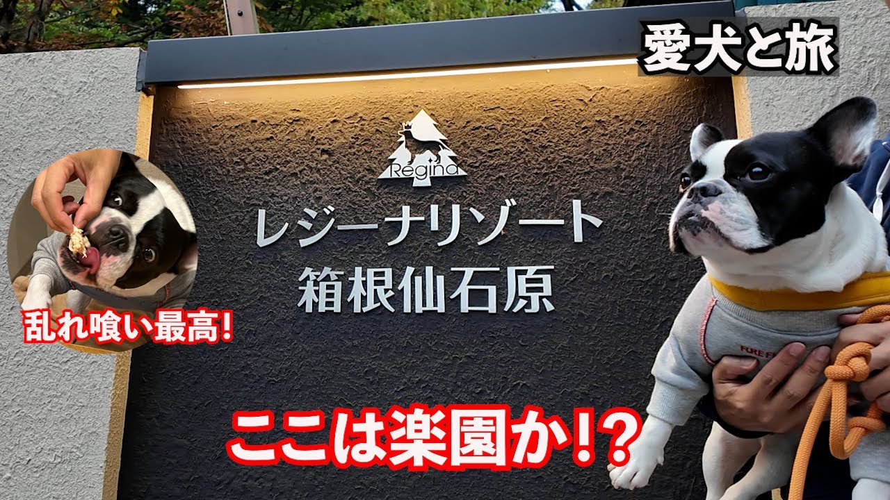 『犬と泊まれる宿　レジーナリゾート箱根仙石原。』フレブルLIVEからの犬連れ箱根旅。客室露天風呂付きで最高尽くし♡