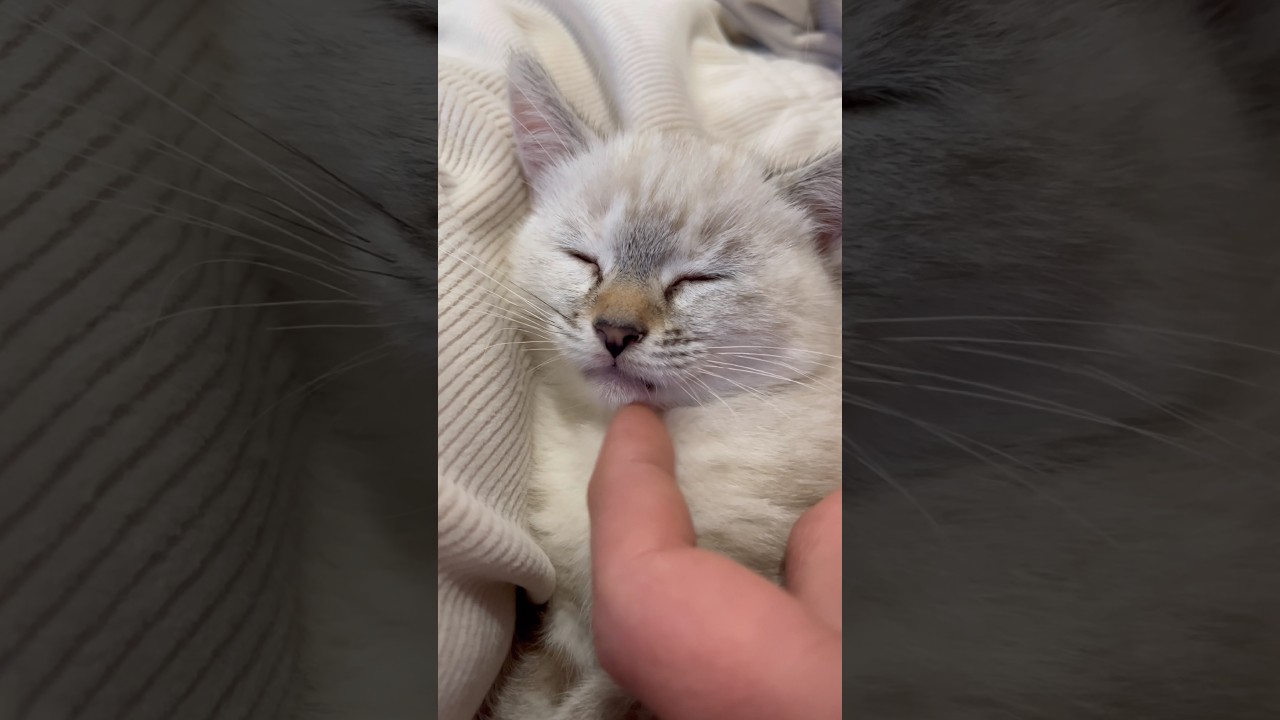 No me mires así 🥹🐈🥰 