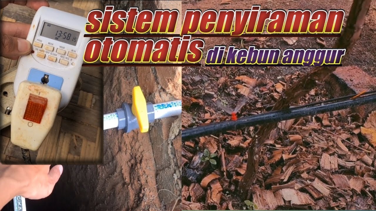 Penyiraman otomatis di kebun anggur