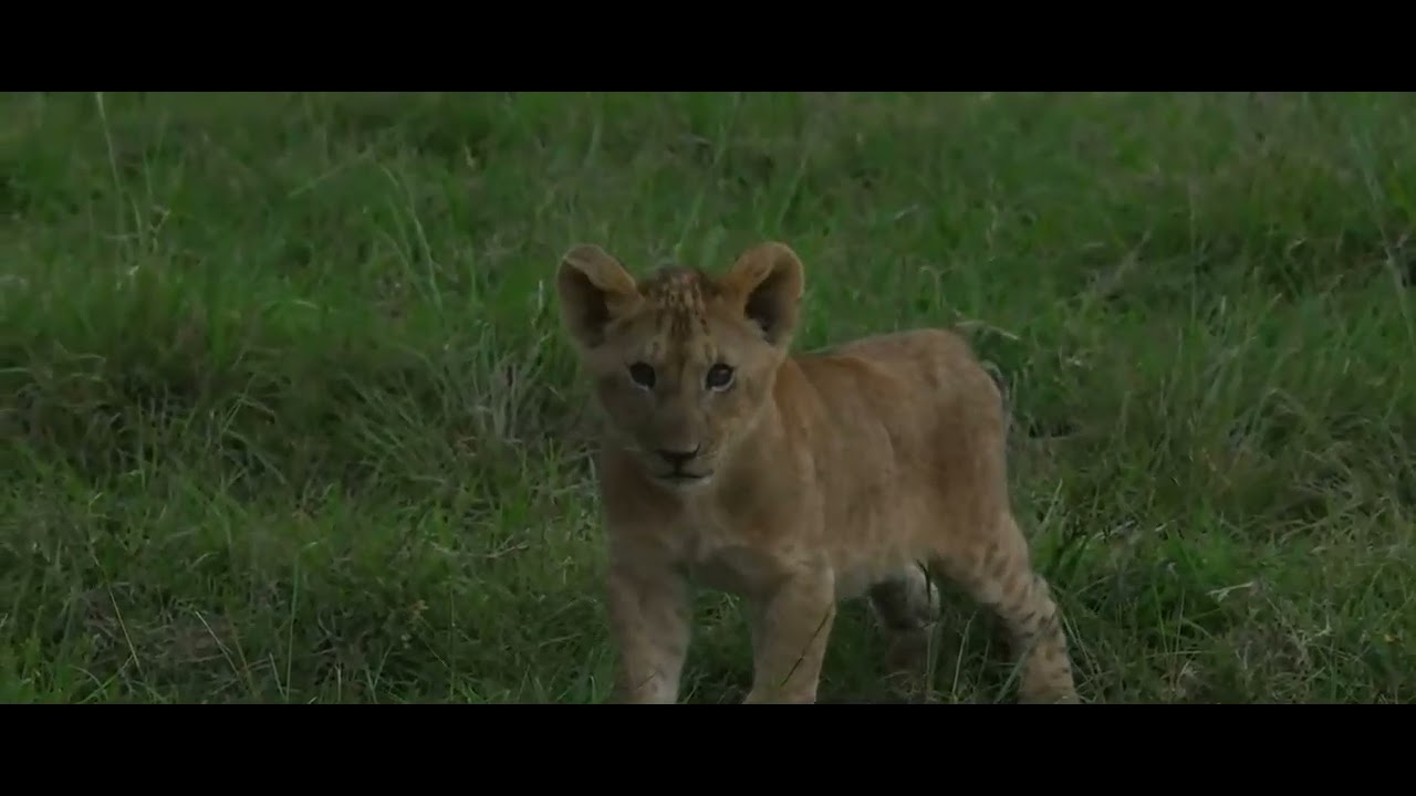 Future Kings. Kaleo's 2 cubs