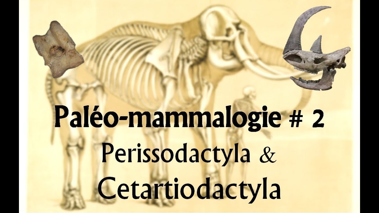 Paléomammalogie #2 Perissodactyla et Cetartiodactyla