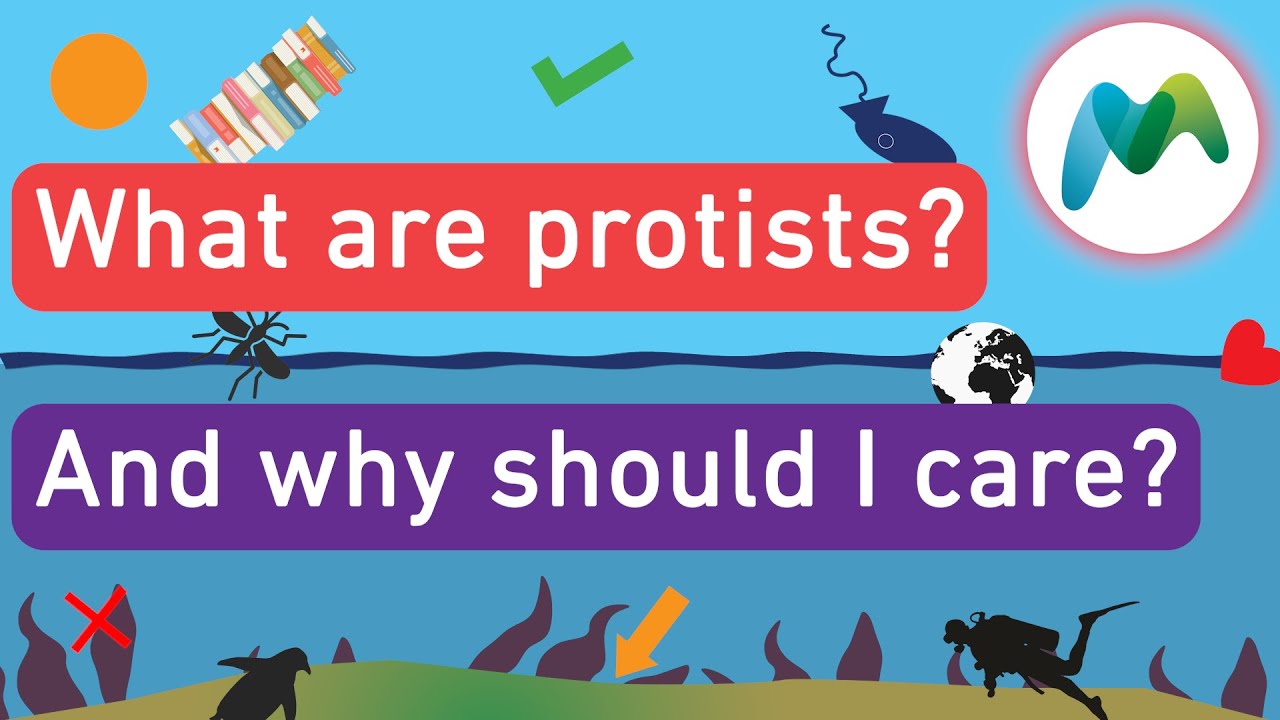 Что такое протисты?