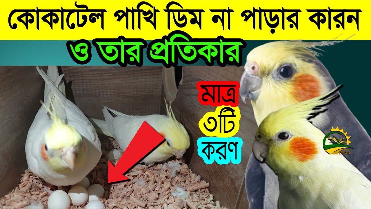 ককাটেল পাখি ডিম না পাড়ার কারন ও তার সহজ সমাধান || ককাটেল পাখি পালন ও দাম