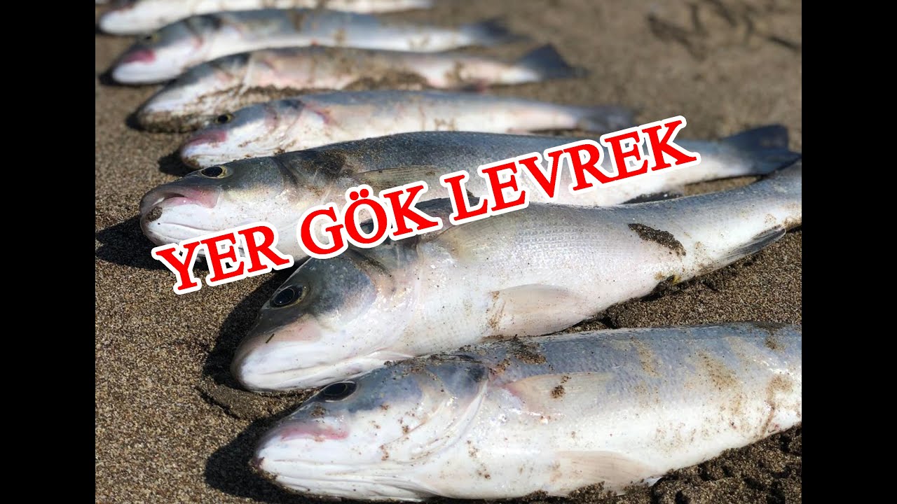 YER GÖK LEVREK ADANA LEVREK AVI