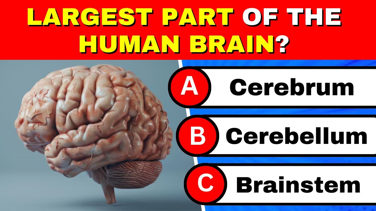 How Well Do You Know the Human Body? | Science Quiz