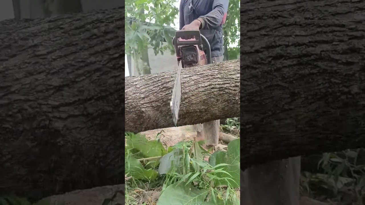 Master the Chainsaw: Precise Tree Felling and Log Processing