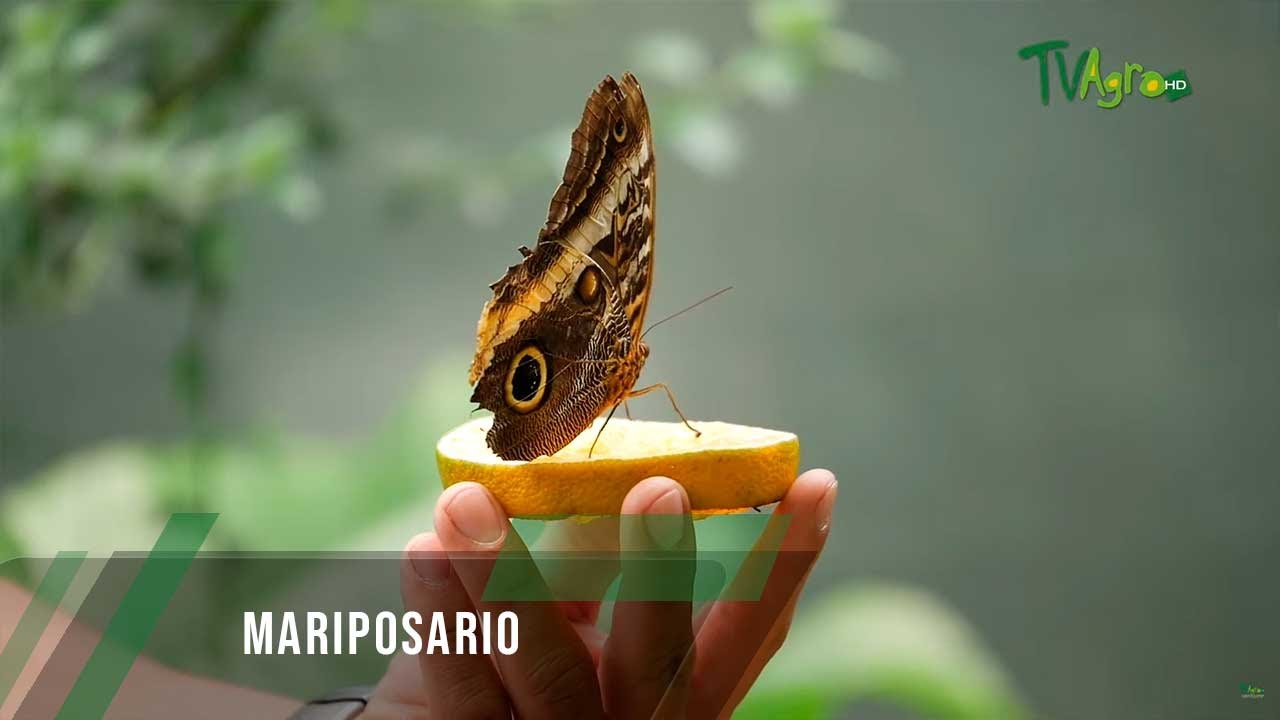 Mariposario - TvAgro por Juan Gonzalo Angel Restrepo