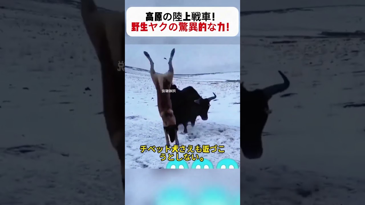 高原の陸上戦車！？野生ヤクの驚異的な力！ #野生動物 #ヤク #高原 #自然の力 #攻撃性