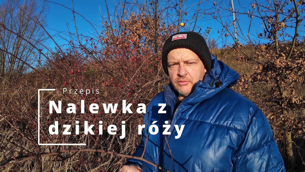 Nalewka z owoców dzikiej róży