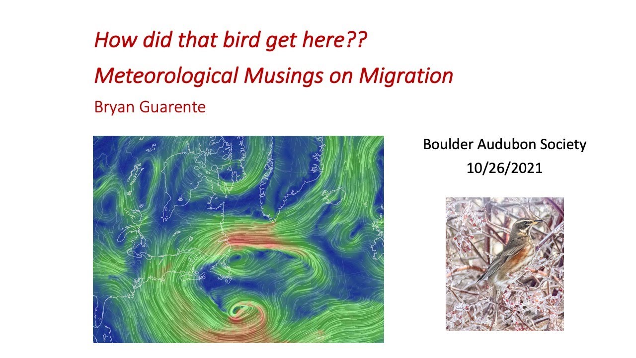 How did that bird get here?  Meteorological musings on migration - Bryan Guarente, October 2021