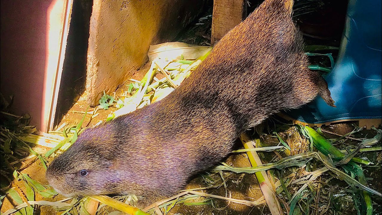 Как приручить газонокосилок, чтобы сделать их менее агрессивными #charlesfarmingproject