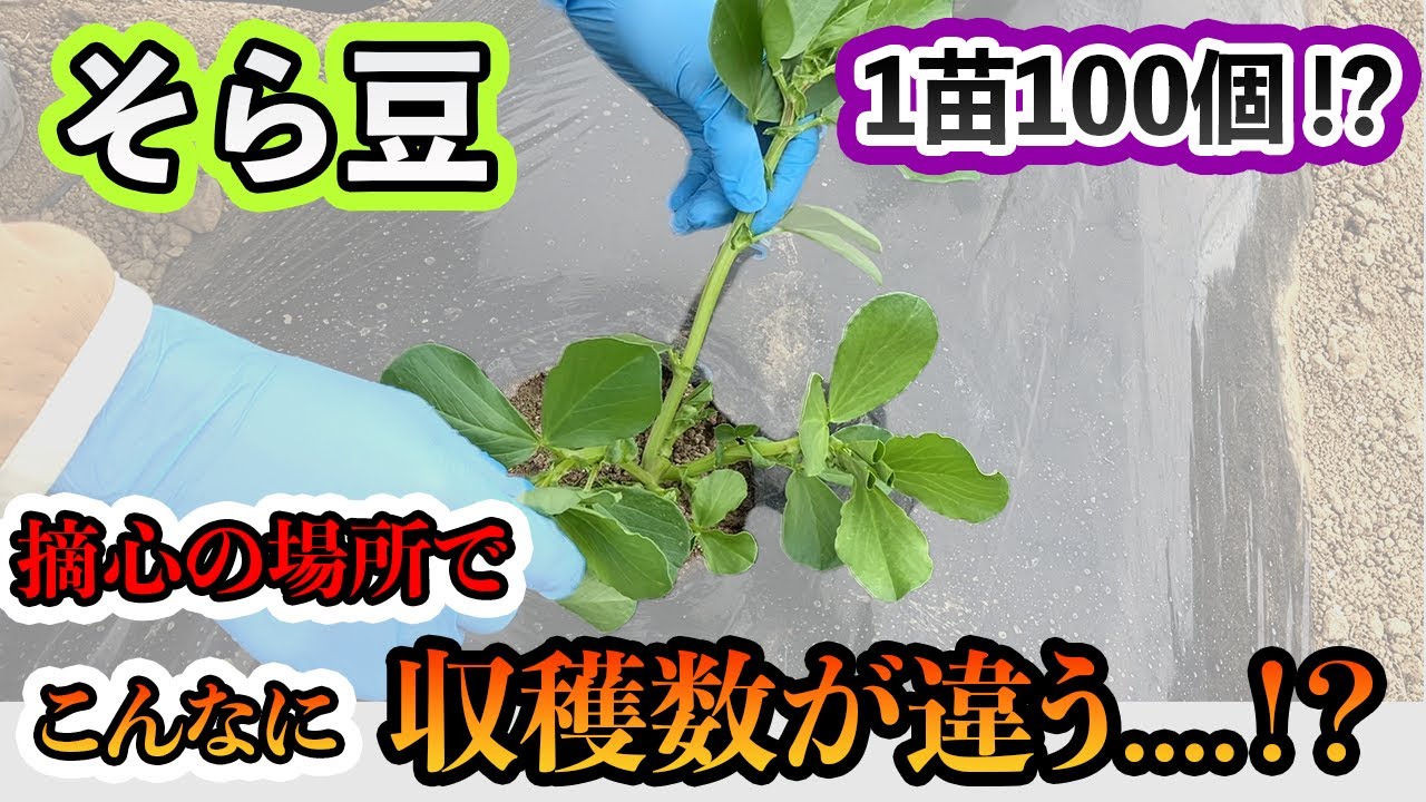 【そら豆】そら豆の育て方　摘心の場所・タイミング・方法！