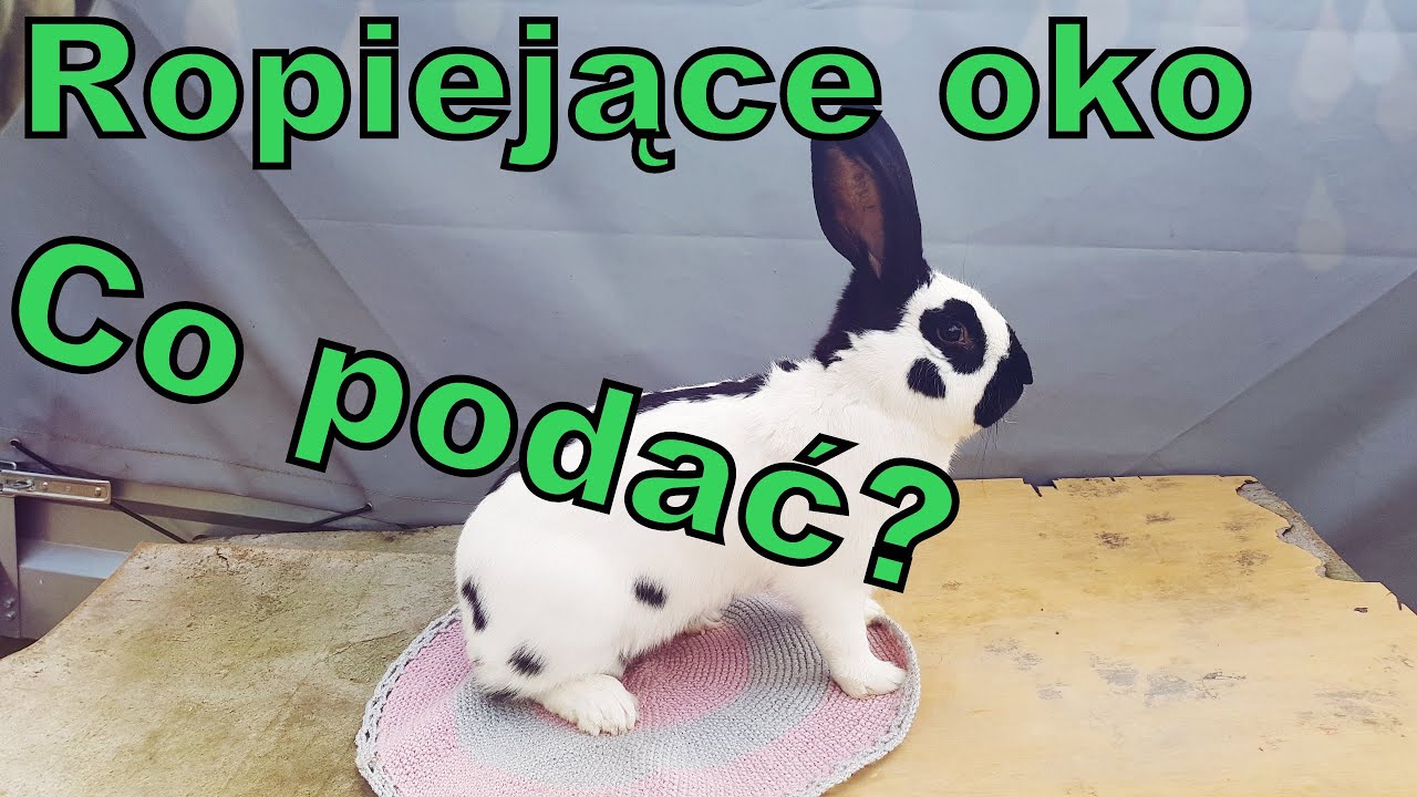 Ropiejące oko, jak zaradzić? - Oddzielam maluchy