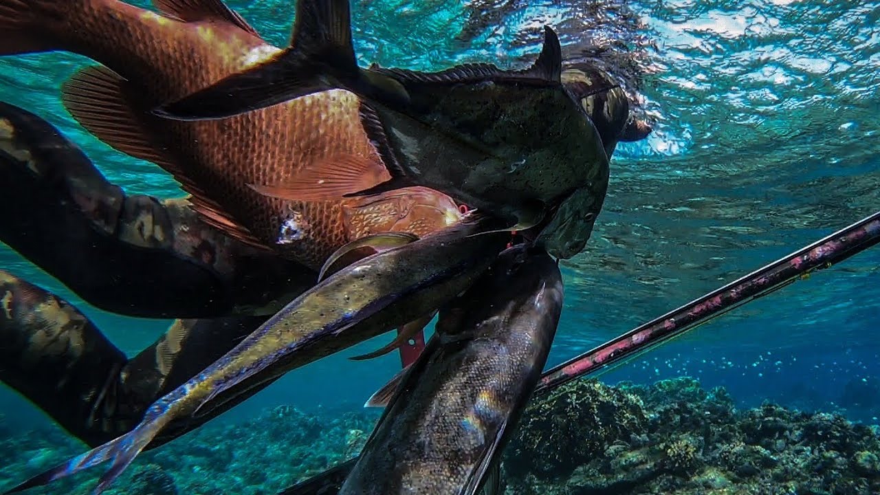 SHALLOW HUNTING! || SCHOOL OF GIANT TREVALLY! || SPEARFISHING PHILIPPINES!