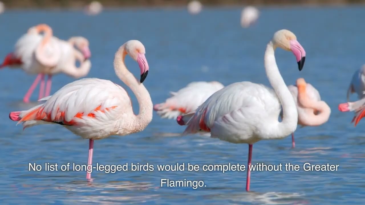 Birds With Long Legs