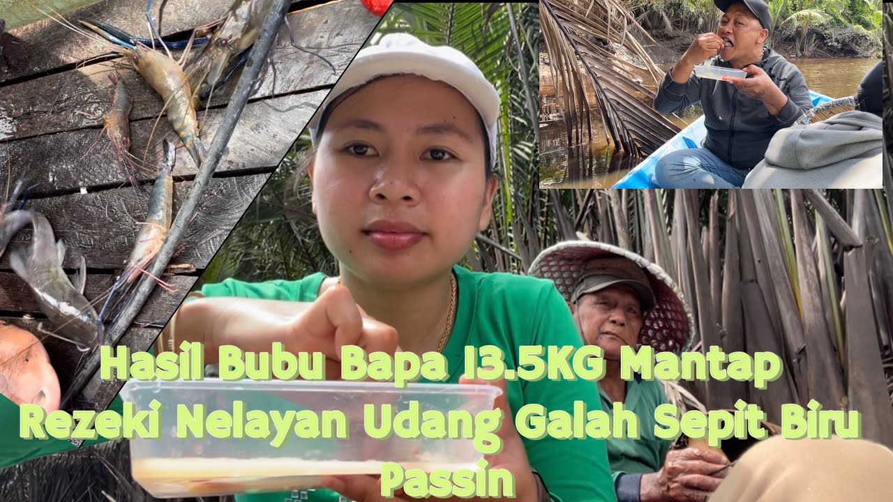 Wow 13.5 KG Hasil Bubu Bapa Musim Udang Lumayan Rezeki Nelayan Kampung Passin