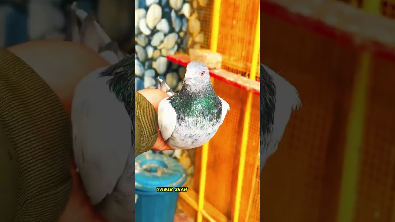 GOLDEN PAKISTANI HIGHFLYER PIGEON BREED ❤️🕊️ #7006470930 #pigeon #pigeonlaver #bird #kabootar
