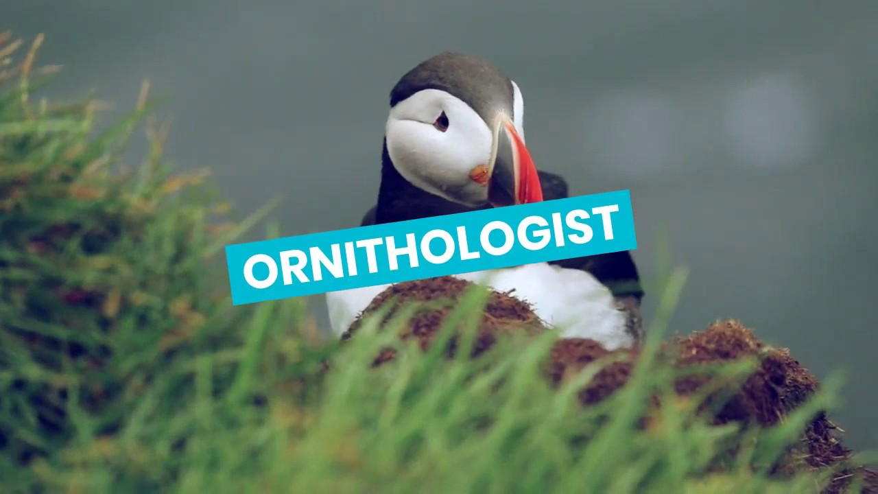 Discover Careers: Ornithologist | Sortyourfuture
