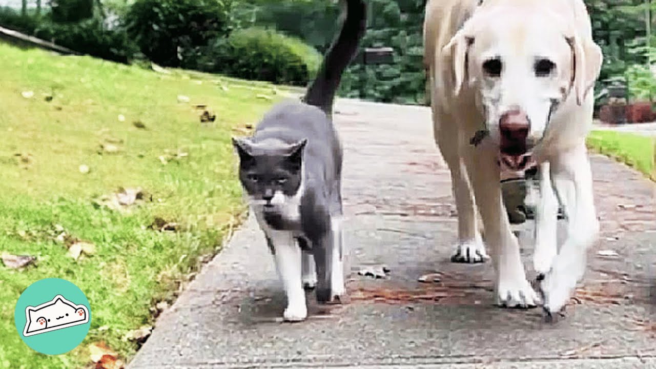 Street Cat Follows Dog Friends on Their Morning Walks | Cuddle Buddies