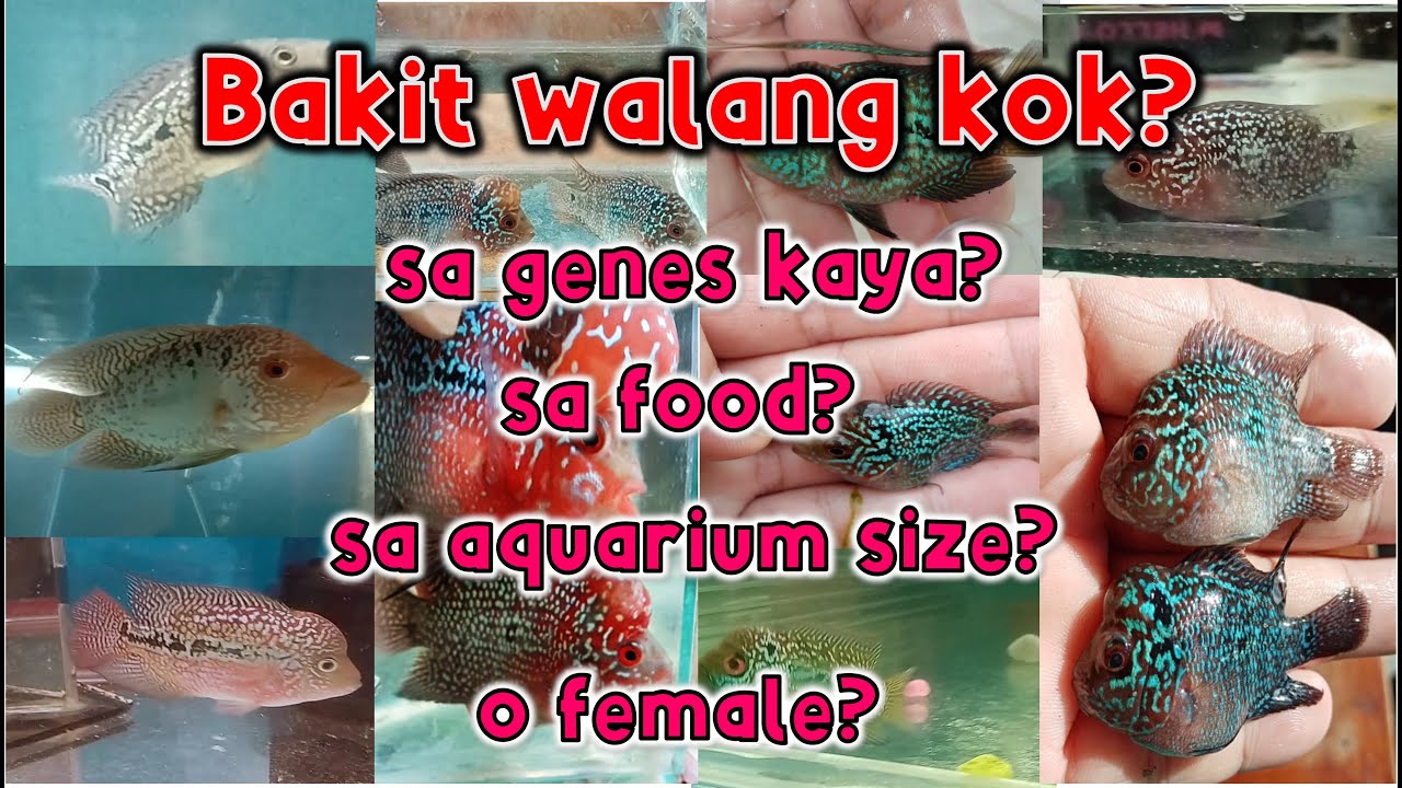 Is a 2 inches fry has a potential? (ENG SUB)