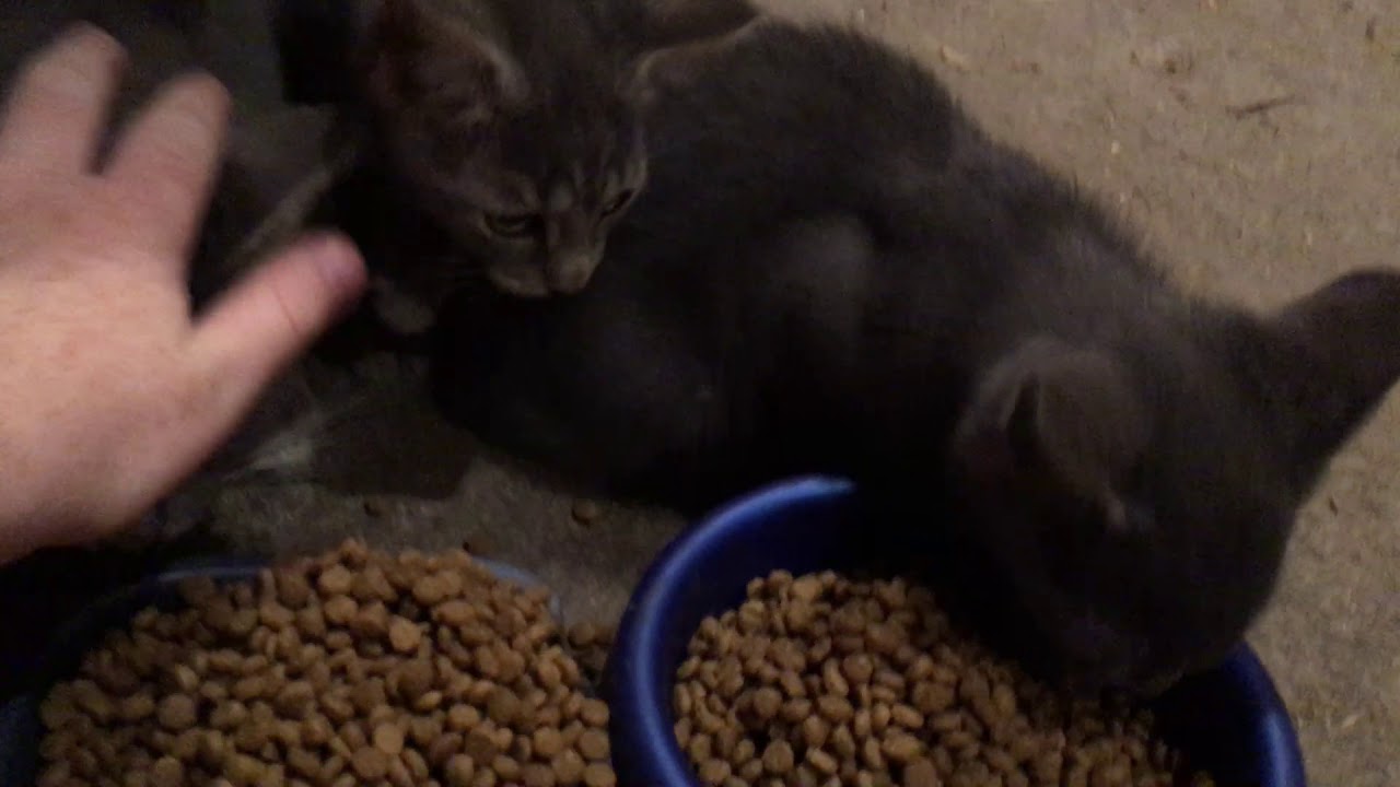 Kitten Taming EP. 1