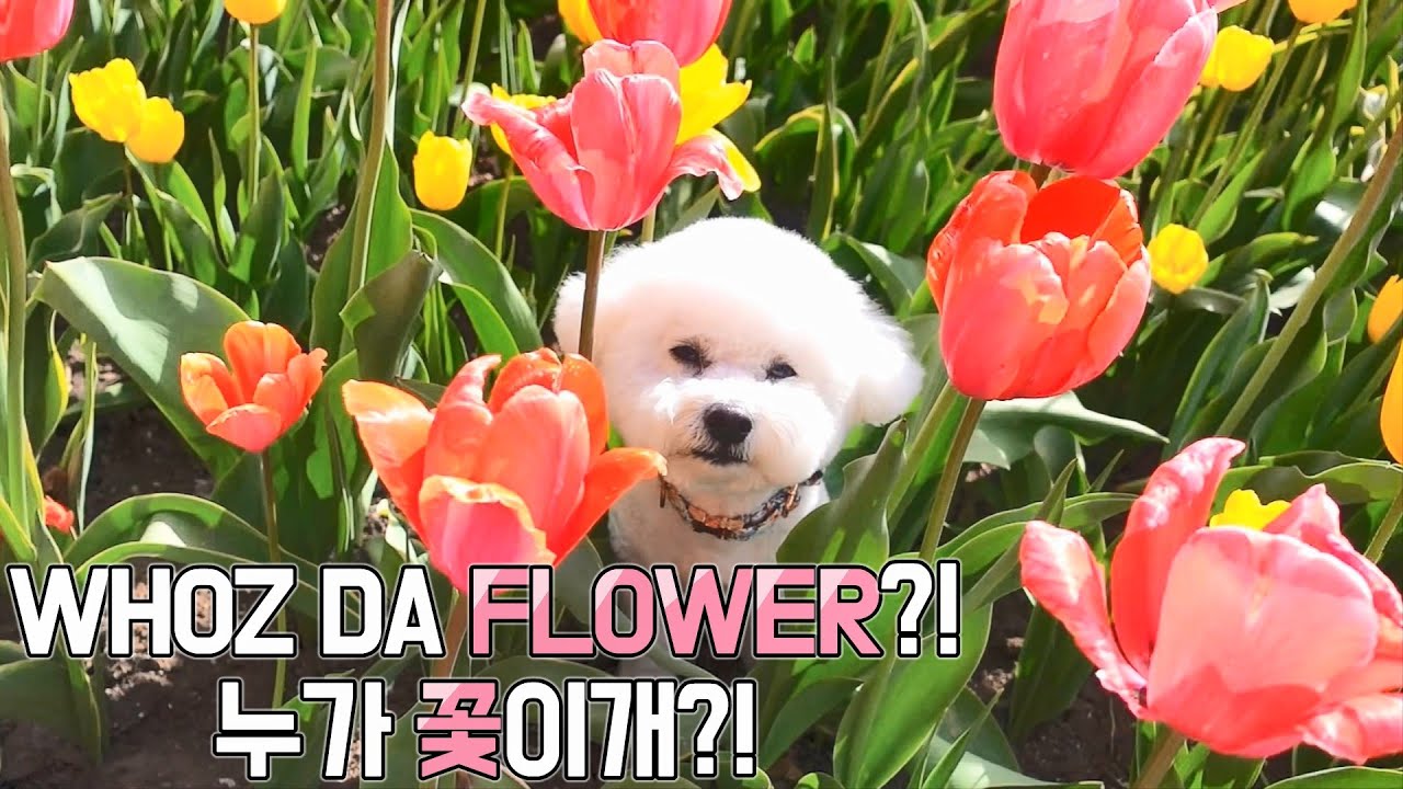 Spot the difference? Bichon grooming transformation! SOM-thing Special is hidden between the flowers
