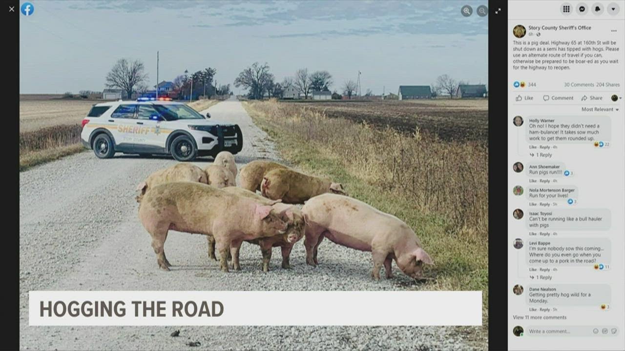 Semi carrying 100 pigs tips over along Highway 65 in Story County