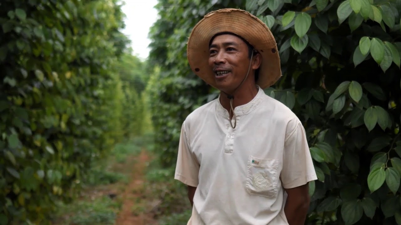 VietNam Black Pepper Plantation