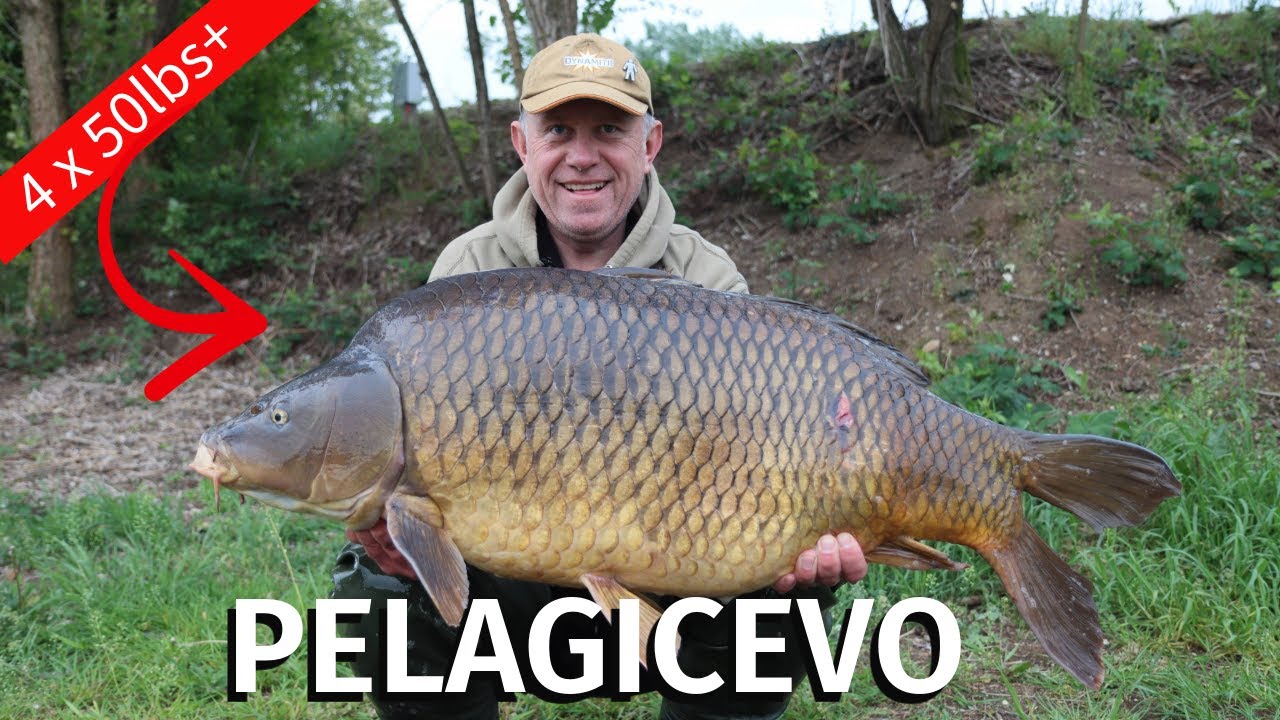 Carp Fishing - Lake Pelagicevo