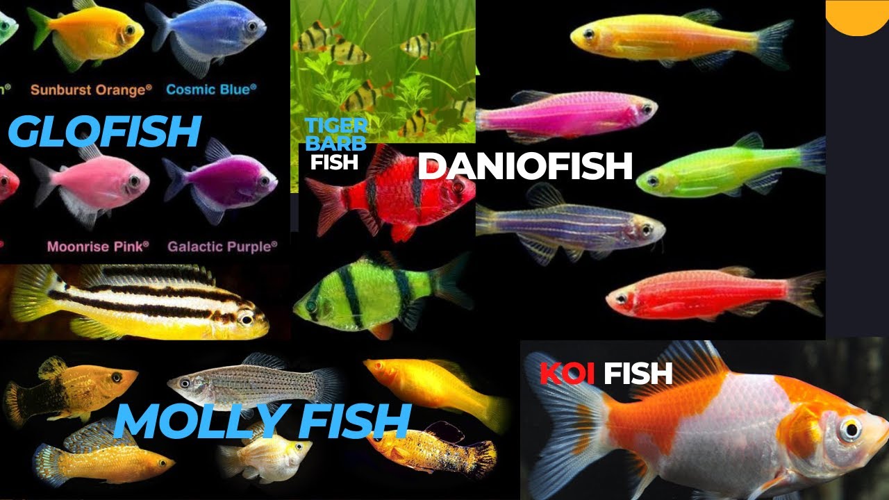 Fishing and hunting Glofish, Danio Fish, Lemon Fish,  Tiger Barb Fish, Cichlid Fis in aquariums tank