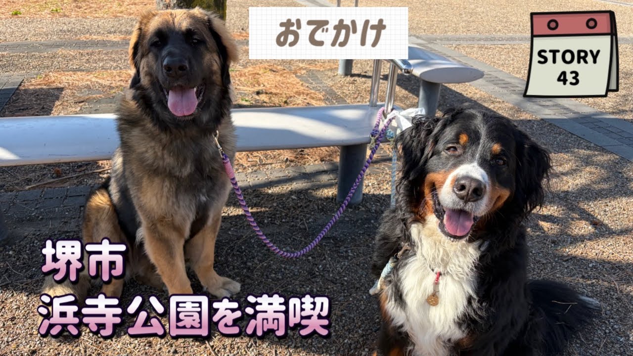 【ななエル物語】浜寺公園でアクシデントが･･･∑(ﾟДﾟ)