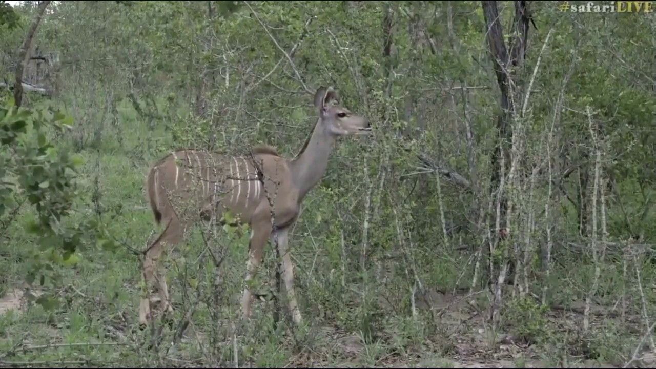 SafariLIVE 12/2o/16 AM Drive