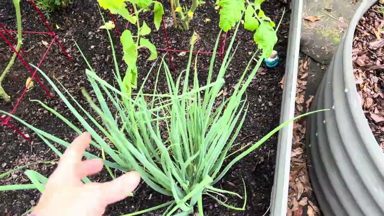 Rosaphine Farm - garden and edible landscape update Memorial Day 2025