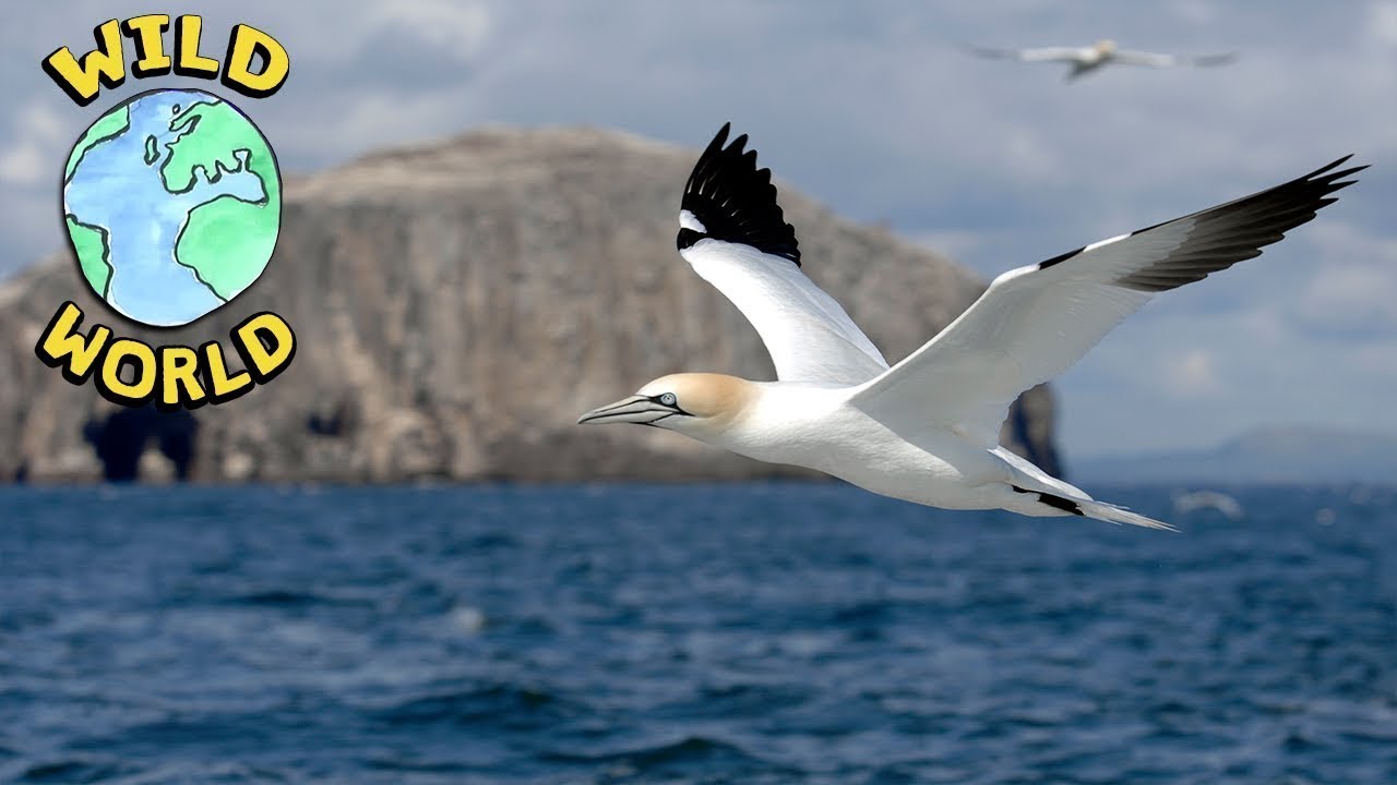Wild World - The Gannet | ZeeKay