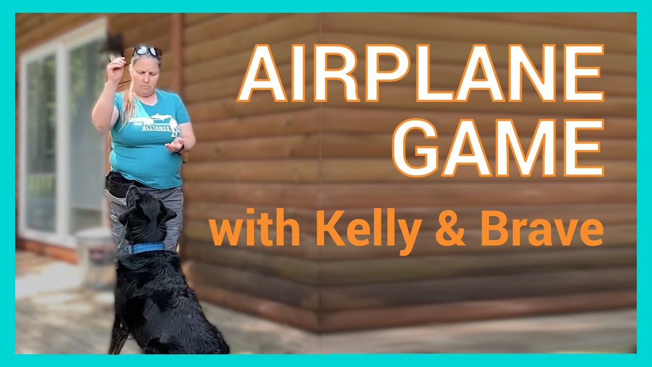 How to Play Airplane Game with Your Dog