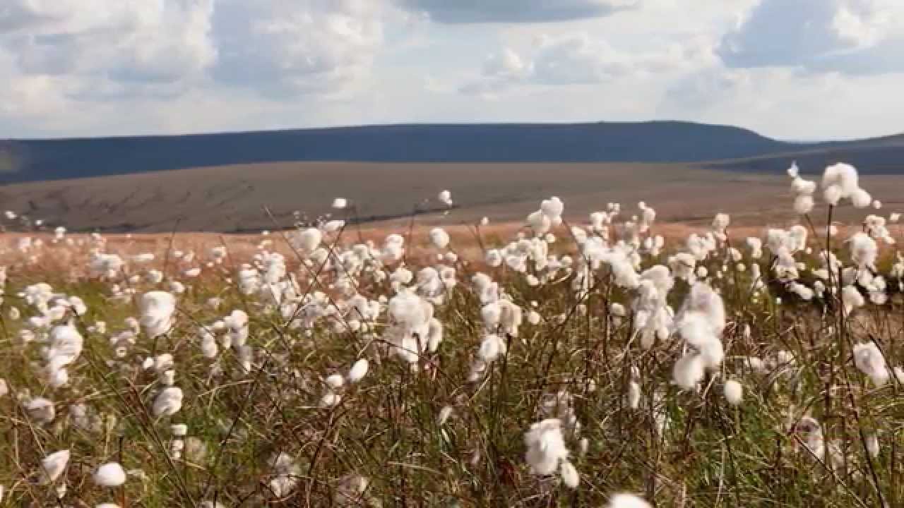 MoorLIFE - bringing life back to the moors