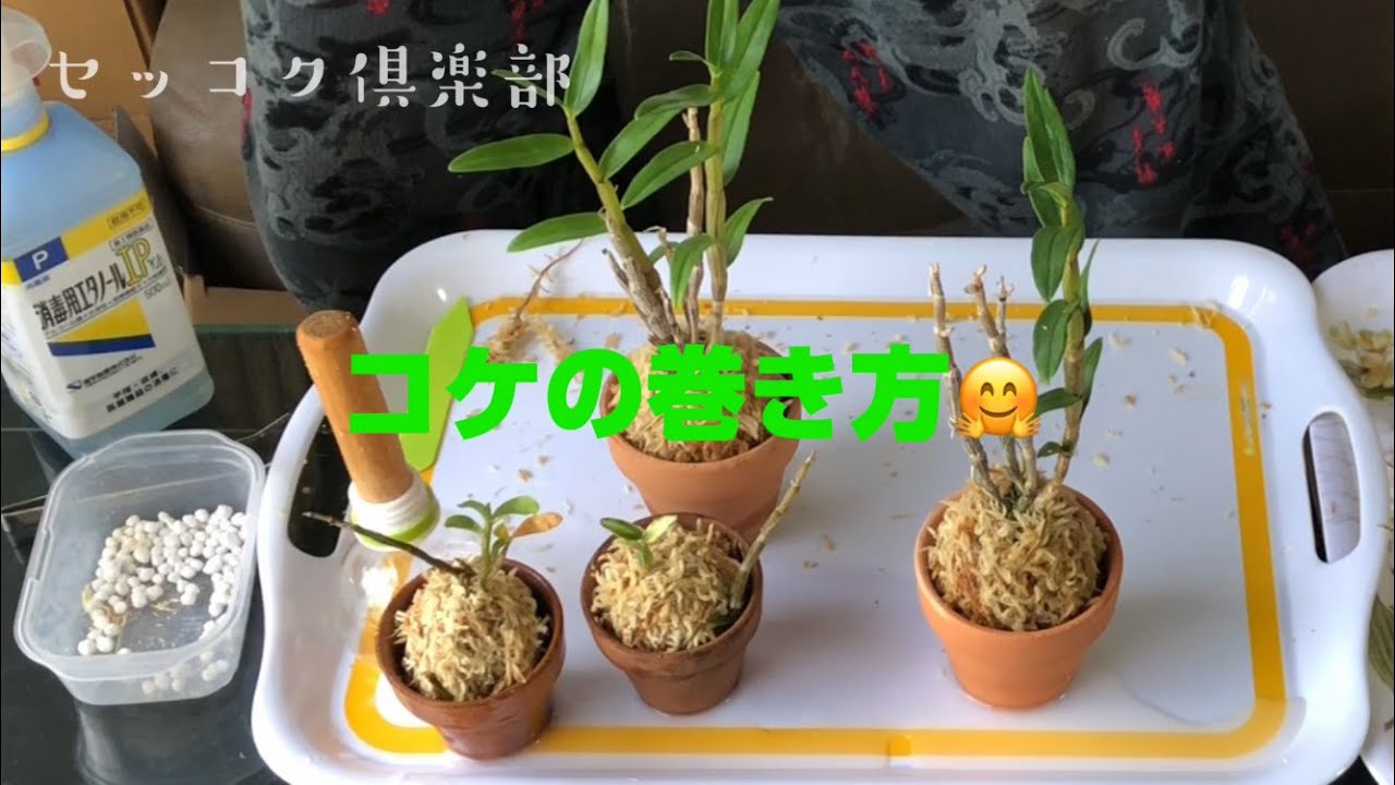 【セッコク倶楽部】セッコクのコケの巻き方