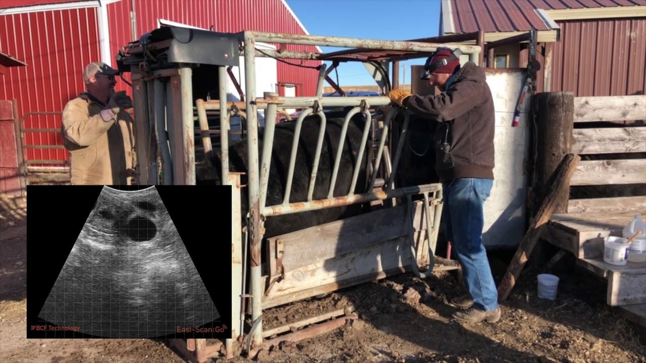 Cattle scanning with Easi-Scan:Go Curve