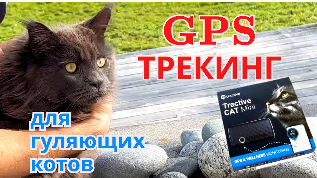 Теперь не потеряем нашего котика! Купили GPS трекер. Как отследить местоположение кошки или собаки?