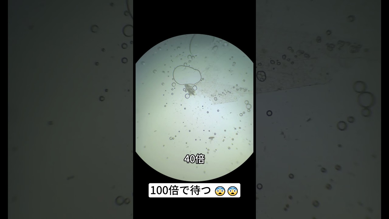 Garlic clove magnified 40 times is seriously cool. #underthemicroscope #microscope #shorts