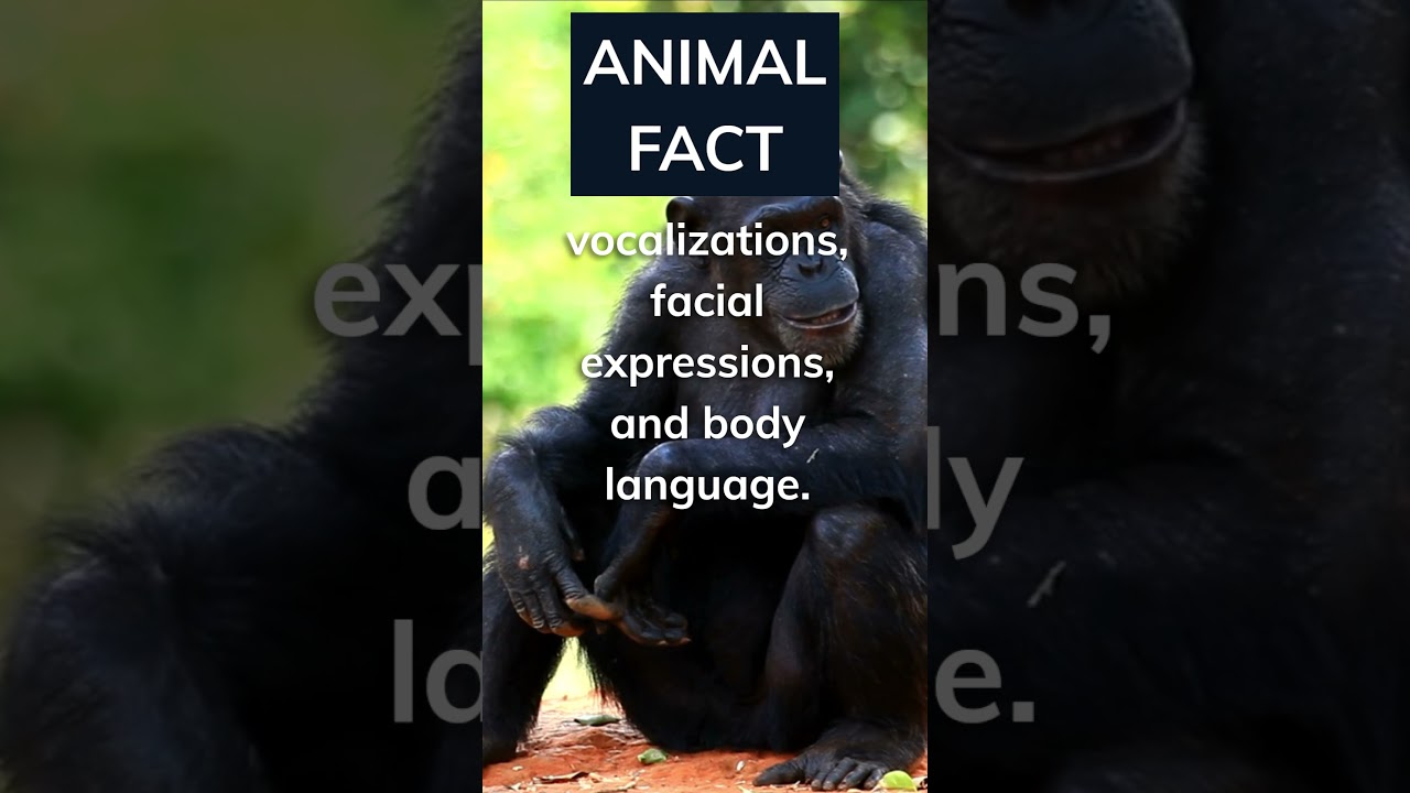Chimps communicating. Animals are amazing! 🤓🙈🙉🙊😁
