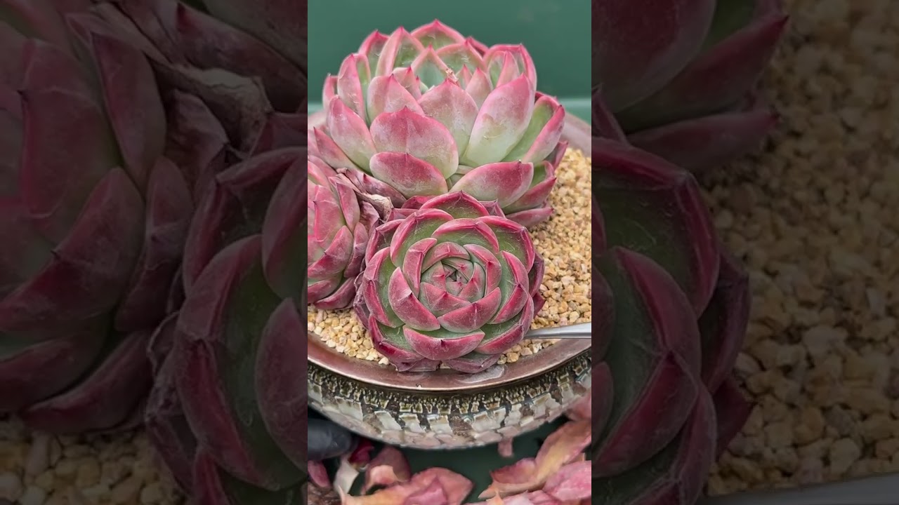 Why Two Identical Succulents Grow Completely Differently Indoors