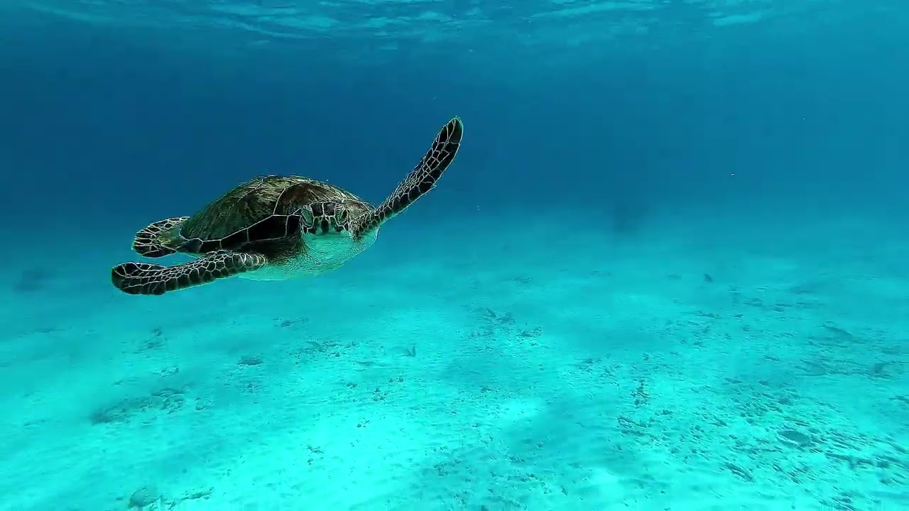 Bonaire 2025  CHOGOGO