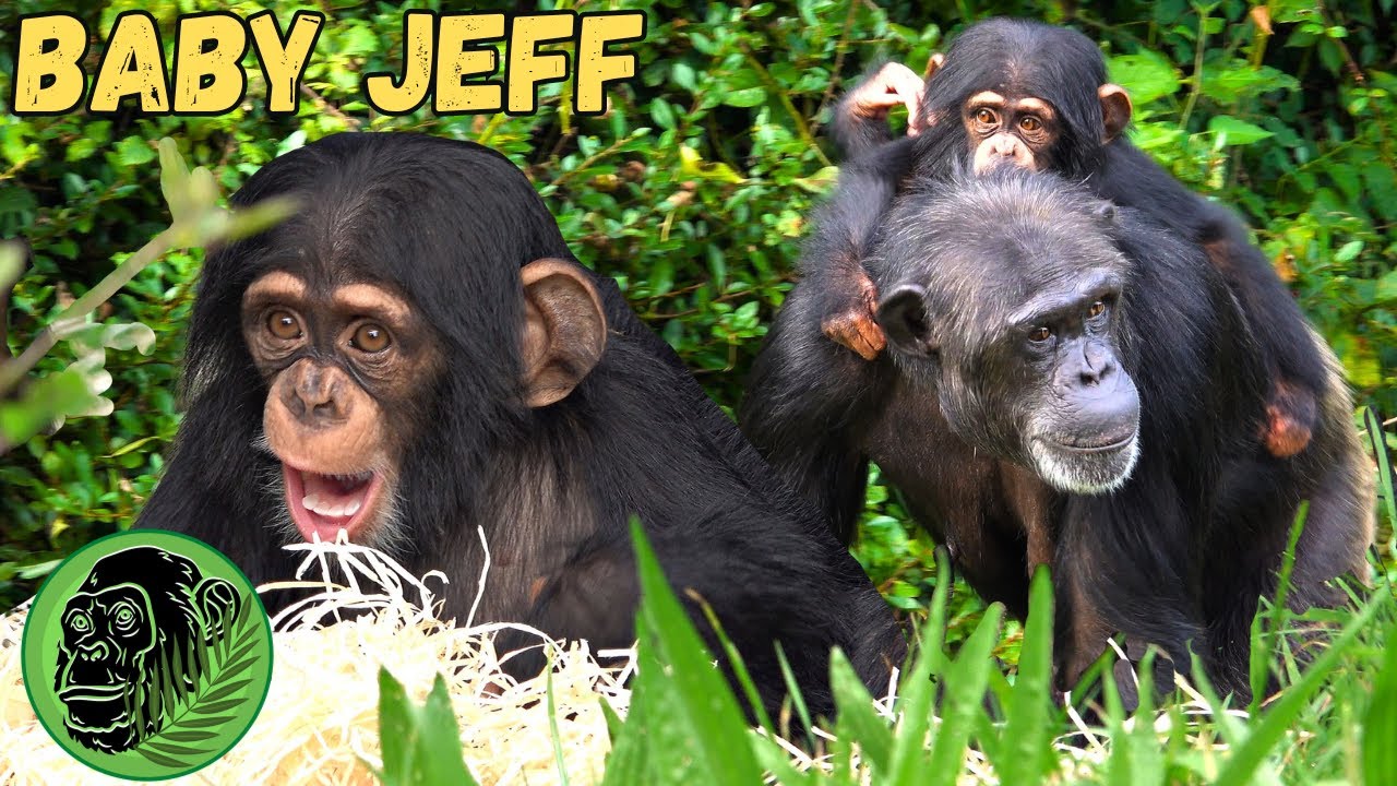 Baby Chimp Has Fun Nest Building With Doting Family