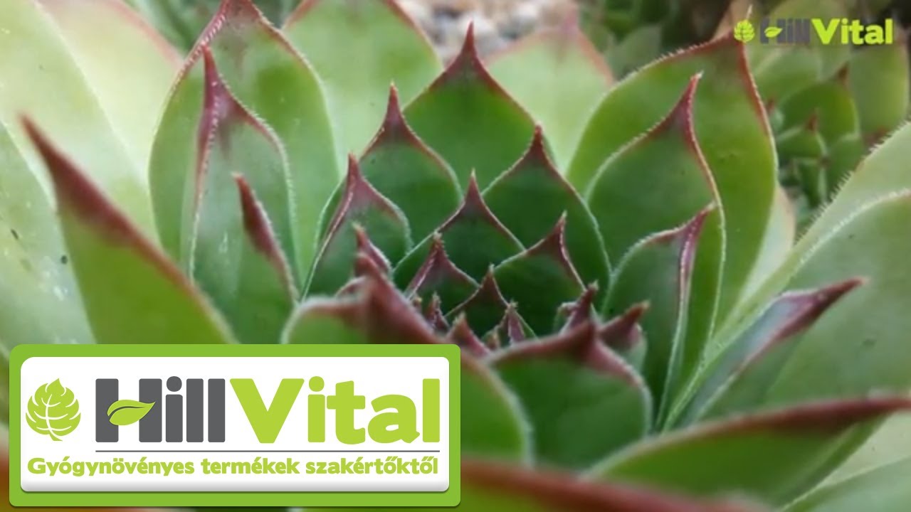 Kövirózsa az arc szépségéért! - HillVital