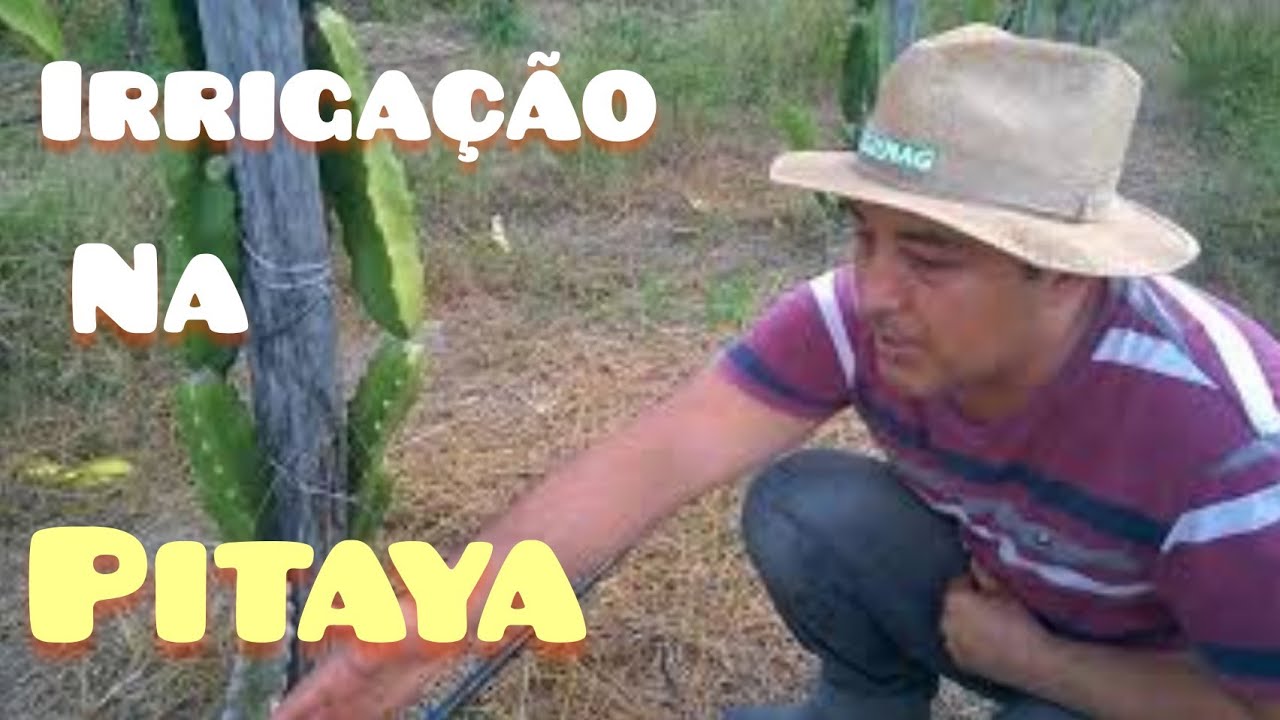 Tutorial Irriga&ccedil;&atilde;o da Pitaya - Sitio Sawada