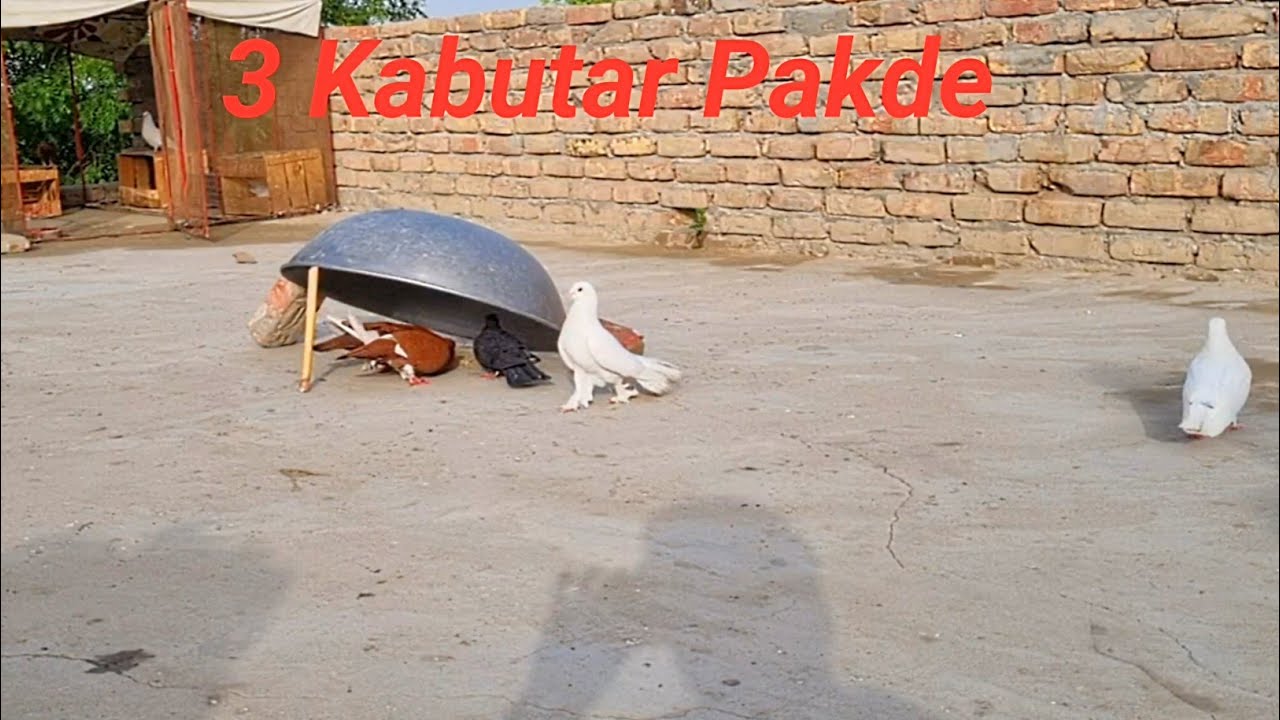 kabutar pakdane ka Tarika || Muhammad ISMAIL Pigeons