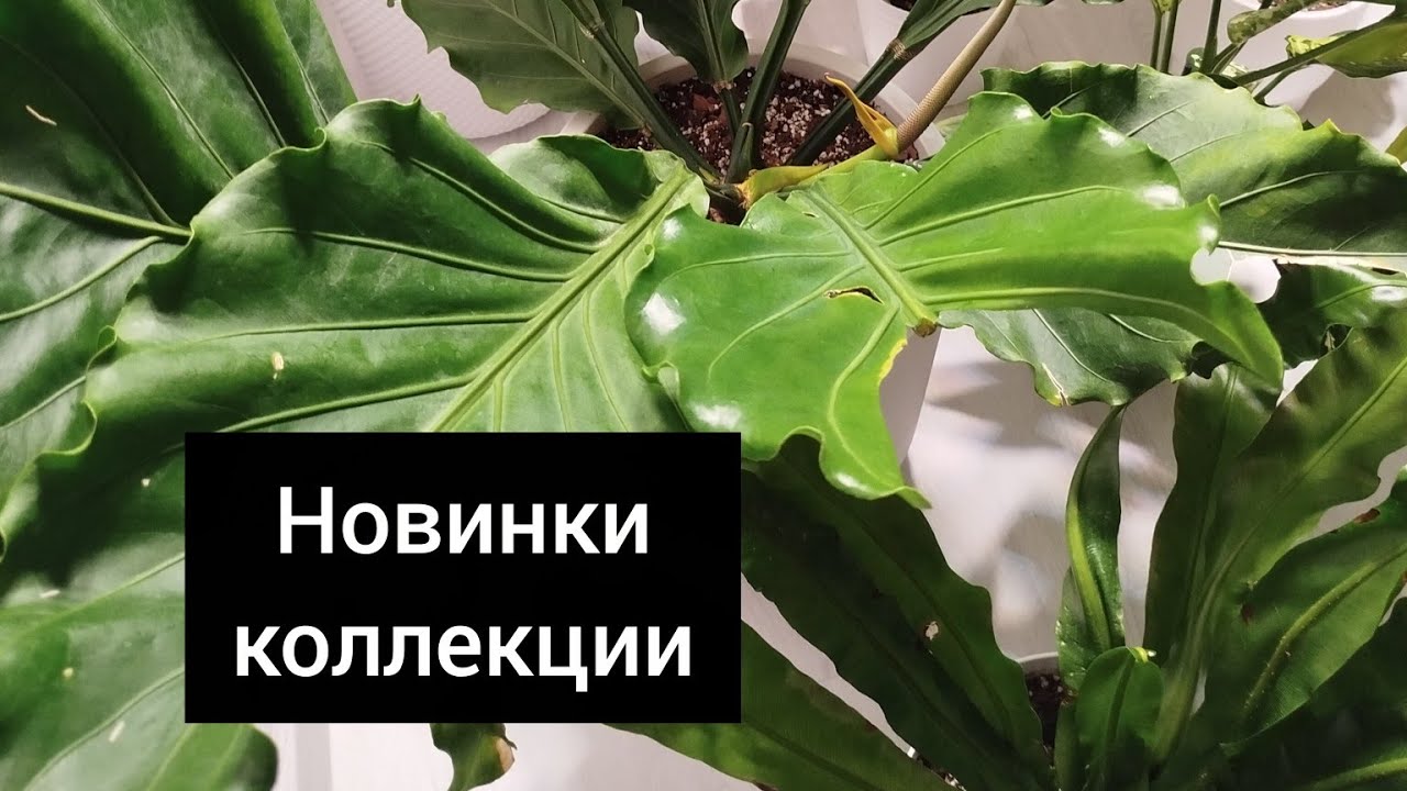 ОБЗОР НОВИНОК В МОЮ КОЛЛЕКЦИЮ
